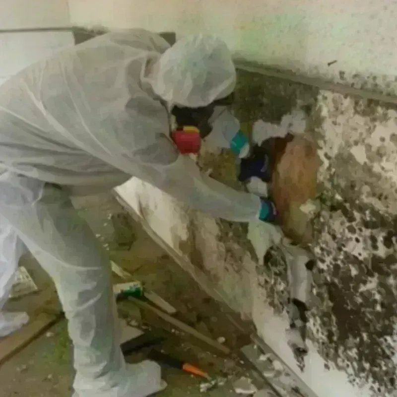 Mold Remediation and Removal in Oakwood, PA